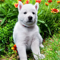 husky05