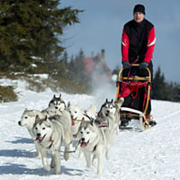 husky06