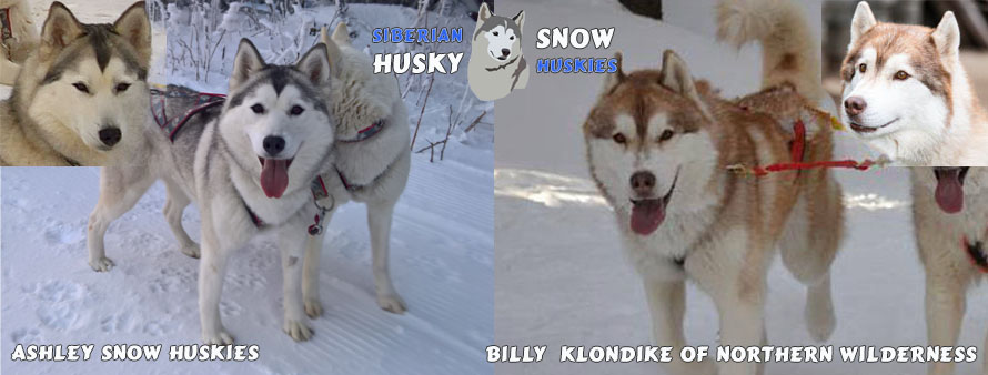 ASHLEY Snow Huskies a BILLY KLONDIKE of Northern Wilderness